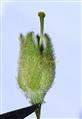  Calyx and Pistil